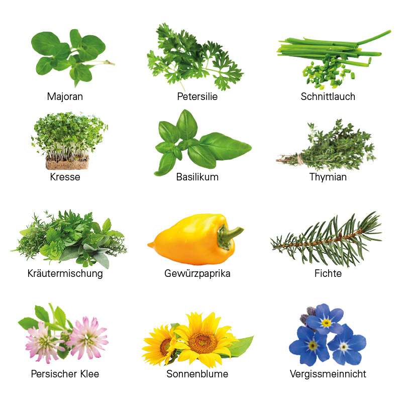 Wachsender Adventskalender Eco L, Papierblister, 24 Samentütchen & Substrattabletten