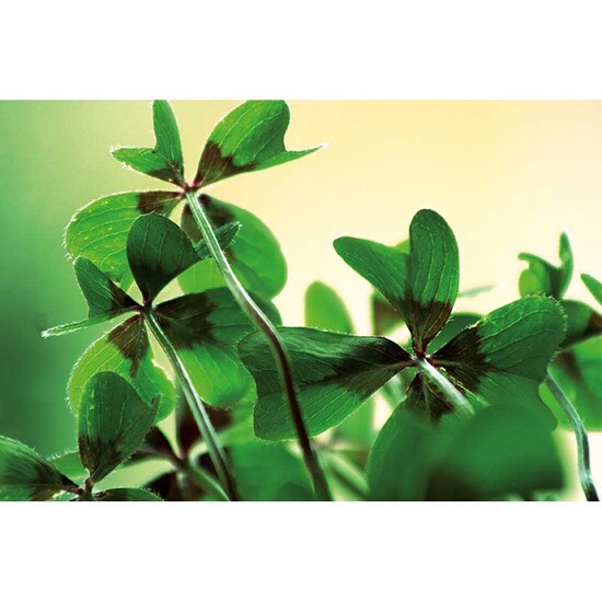 Logo-Topf mit Samen - teracotta - Glücksklee-Zwiebel  (* Je nach Verfügbarkeit der Glücksklee-Zwiebeln)