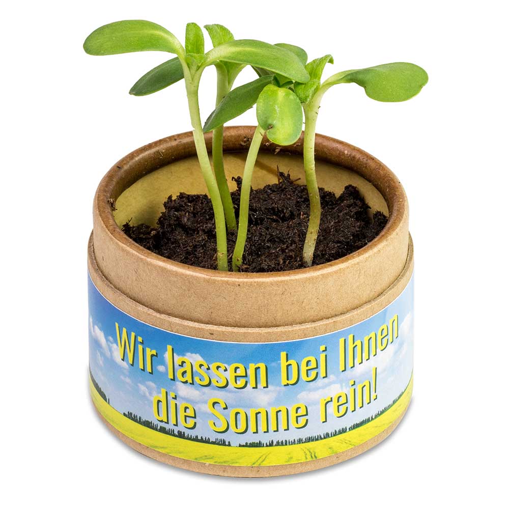 Pflanz-Cup mit Samen - Sommerblumenmischung