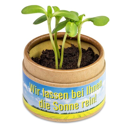 Pflanz-Cup mit Samen - Sommerblumenmischung