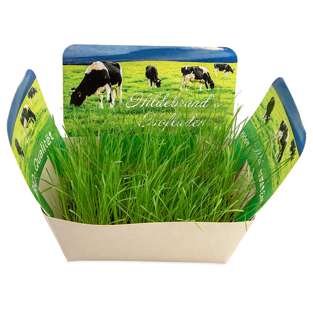 Pflanzodrom mit Samen - Gewürzpaprika