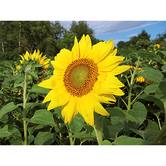 Pflanz-Holz mit Samen (Graspapier-Banderole) - Sonnenblume