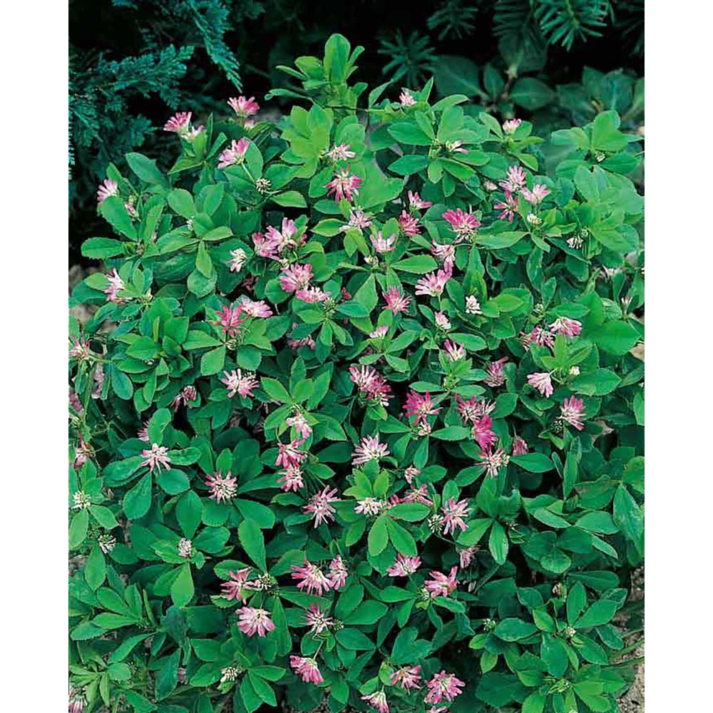 Pflanz-Holz Maxi mit Samen - Persischer Klee, 2 Seiten gelasert