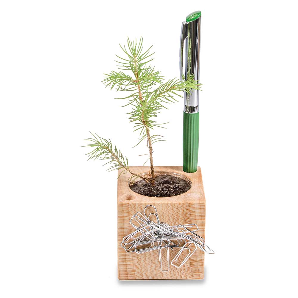 Pflanz-Holz Büro mit Samen - Gewürzpaprika