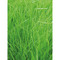 Pflanz-Holz - Standardmotiv - Ostern - 2 Seiten gelasert