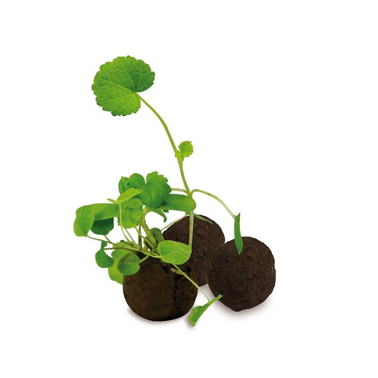 Das Grüne vom Ei - Green-Mix Box - Sonnenblume