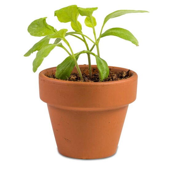 Das Grüne vom Ei - Green-Mix Box - Sonnenblume